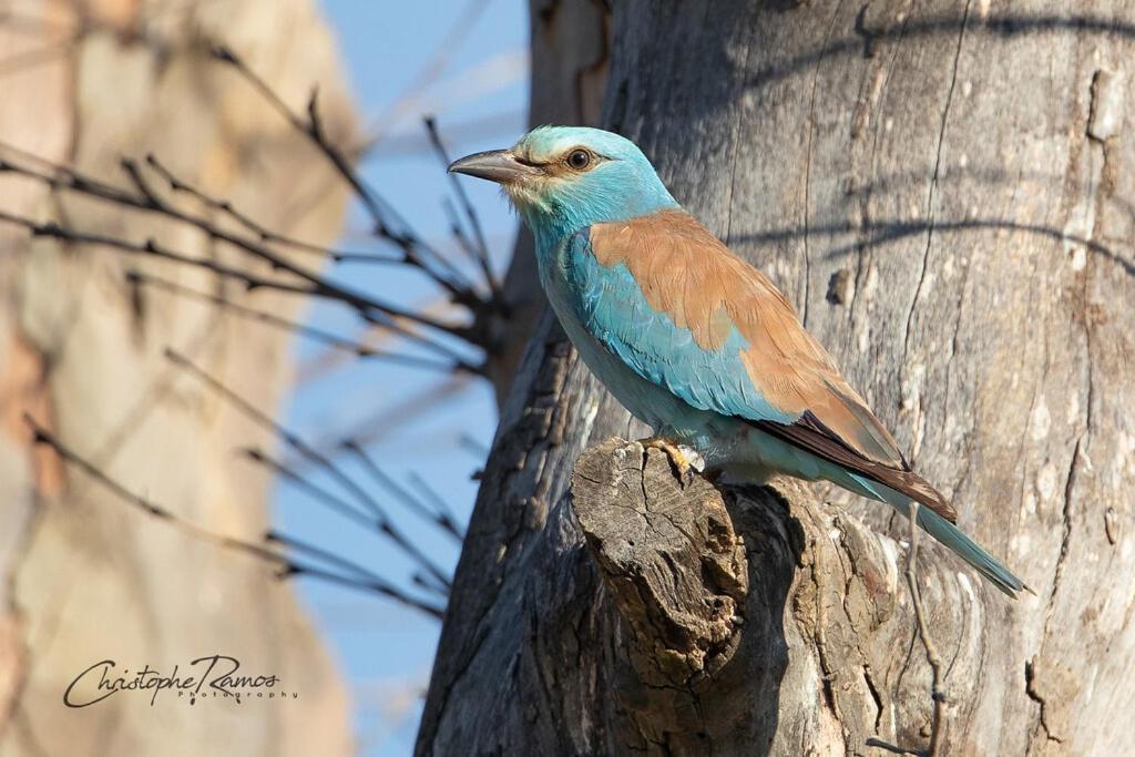 L'Oiseau Bleu Suite Merle Bleu Roubia Екстер'єр фото